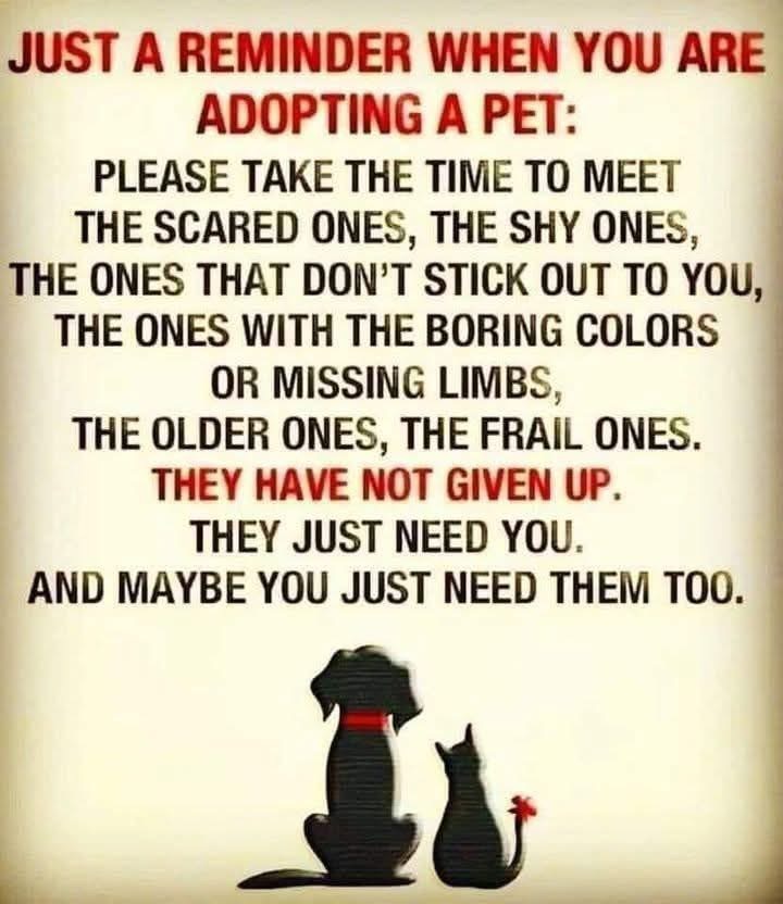 Just a Reminder When You Are Adopting a Pet