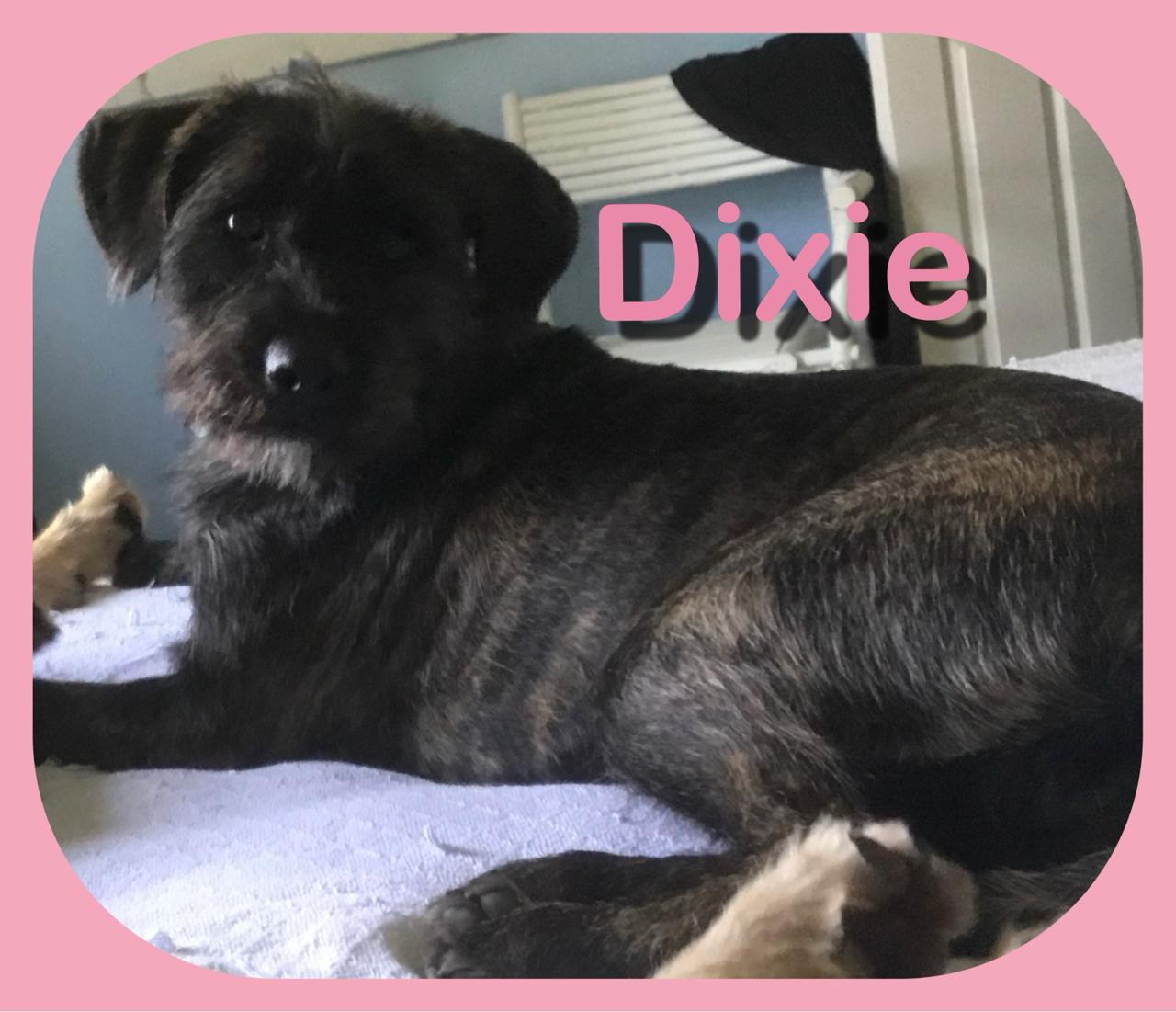 Dixie